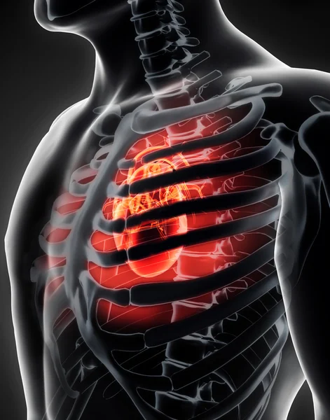 Orgânico Interno Humano Coração Humano . — Fotografia de Stock