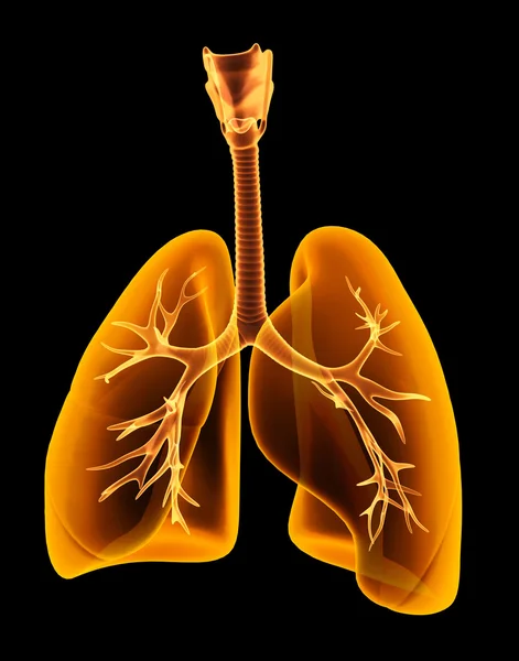 3D ilustracja RTG płuc przezroczysty. — Zdjęcie stockowe