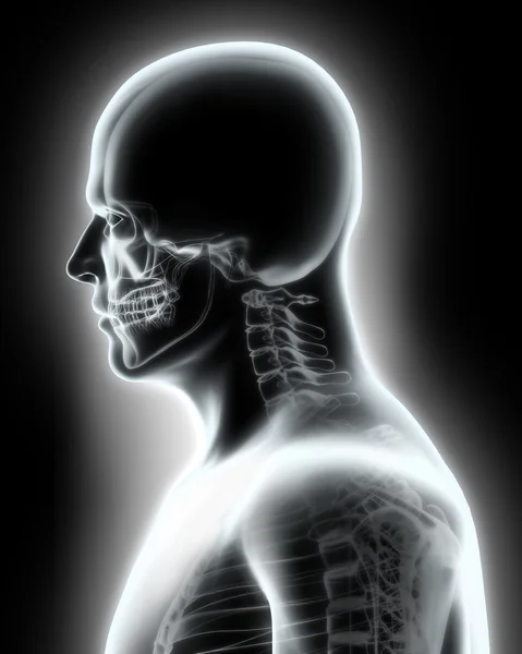 Sistema esquelético - Parte superior de rayos X humana . —  Fotos de Stock