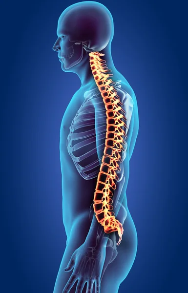 Sistema esquelético: columna vertebral humana de rayos X . — Foto de Stock