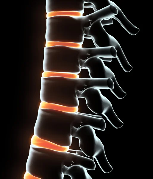 Ilustración 3D del sistema Skeleton - columna vertebral humana de rayos X . — Foto de Stock