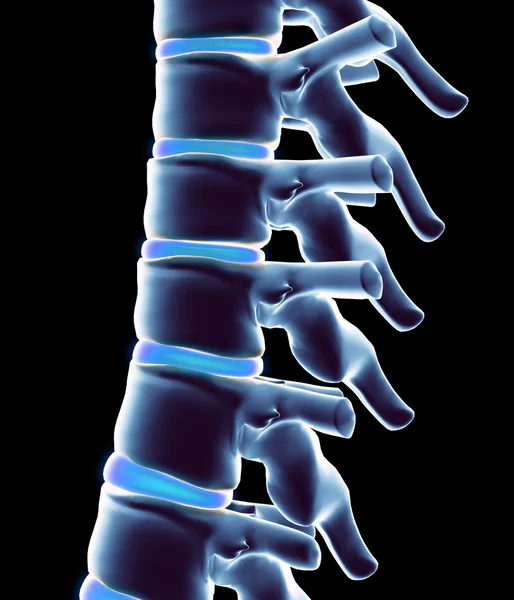 3D απεικόνιση σκελετού σύστημα - X-ray ανθρώπινη σπονδυλική στήλη. — Φωτογραφία Αρχείου