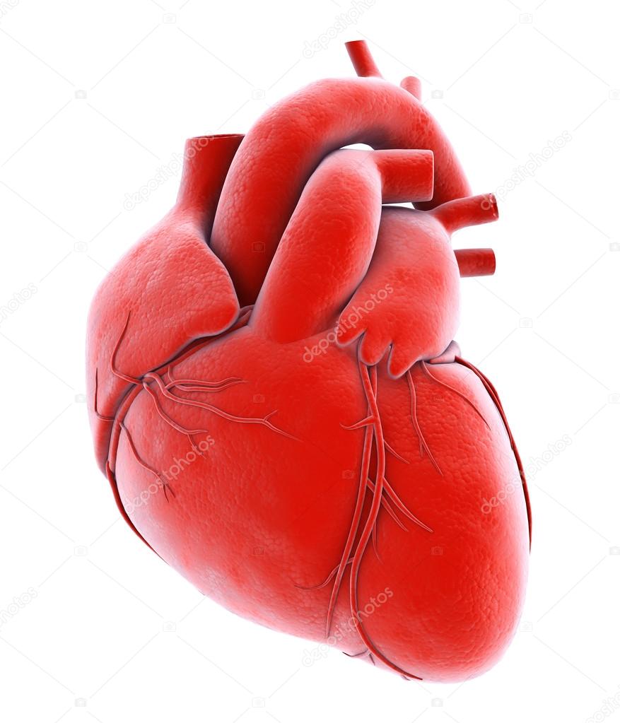 3D illustration Human Internal Organic Human Heart. — Stock Photo