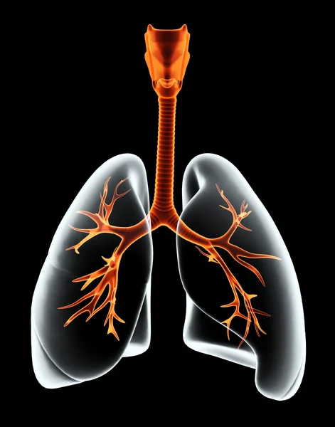 Ilustración 3D Rayos X pulmones transparentes . —  Fotos de Stock