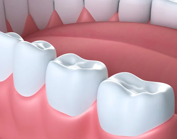 较低的牙龈和牙齿的三维图. — 图库照片