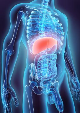 Karaciğer 3D çizimi.