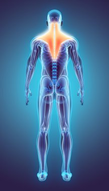 Trapezius 3D çizimi.