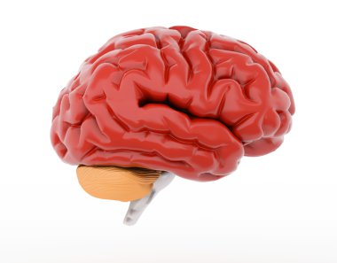 insan beyni üzerinde beyaz izole.