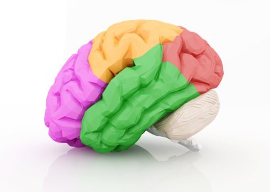 insan beyni üzerinde beyaz izole.