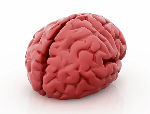Menschliches Gehirn isoliert auf weiß. — Stockfoto