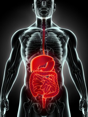 3D insan erkek x-ray sindirim sistemi.