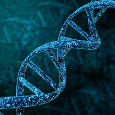 DNA sarmalının yapısı.