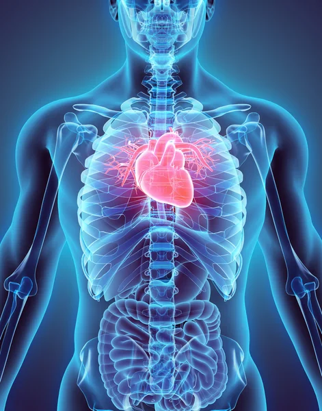 Ilustración 3D de Corazón, concepto médico . — Foto de Stock
