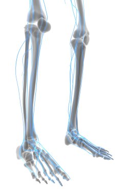 ayak sinir sistemi 3D çizimi.