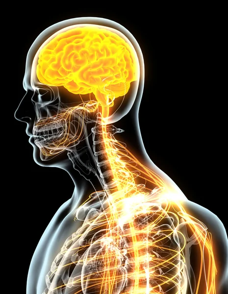 Ilustração 3D sistema nervoso masculino . — Fotografia de Stock