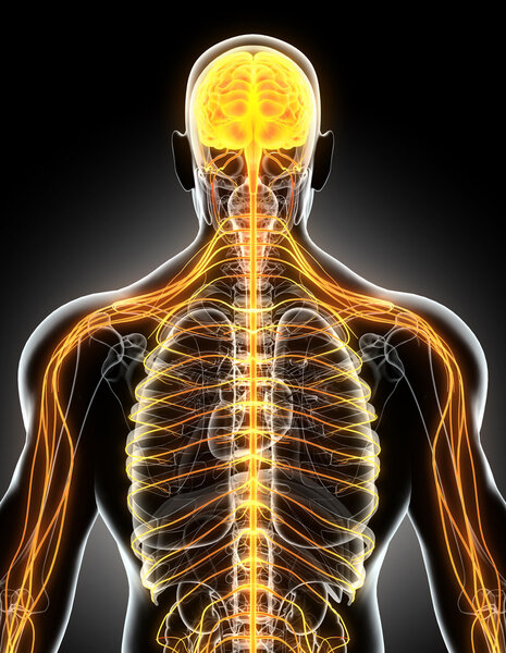 3D illustration male nervous system.