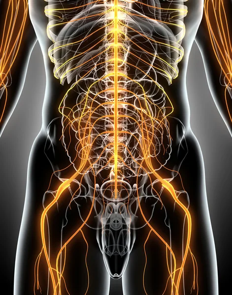 3D иллюстрация мужской нервной системы . — стоковое фото