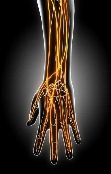 Ilustración 3D del sistema nervioso de la mano . — Foto de Stock