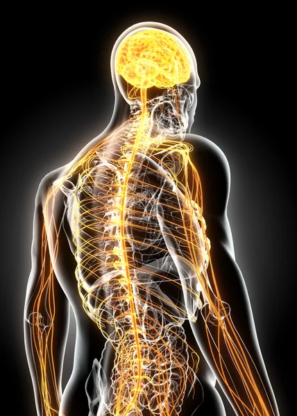Ilustração 3D sistema nervoso masculino . — Fotografia de Stock