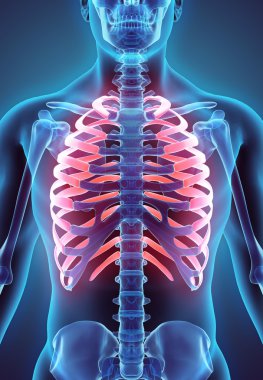 Kaburga, tıbbi kavramı 3D çizimi.