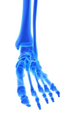 Ayak iskelet, tıbbi kavramı 3D çizimi.