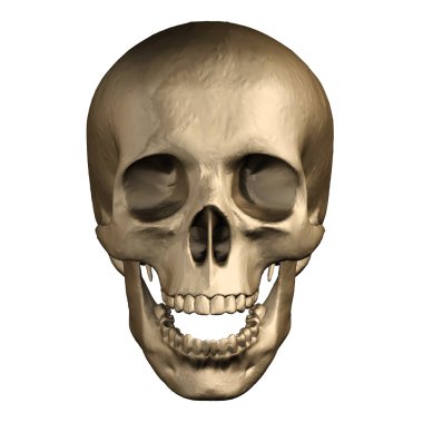 Beyaz arkaplanda izole edilmiş insan kafatası.