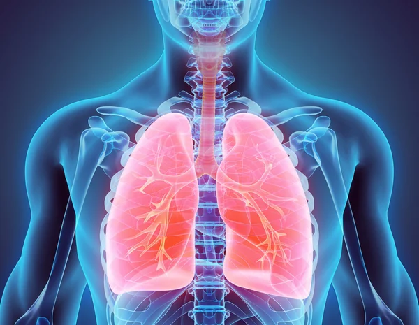 Ilustração 3d dos pulmões, conceito médico . — Fotografia de Stock