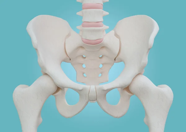Scheletro dell'anca su sfondo blu . — Foto Stock