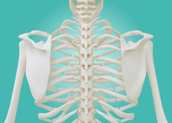Esqueleto del pecho sobre fondo verde pastel . — Foto de Stock