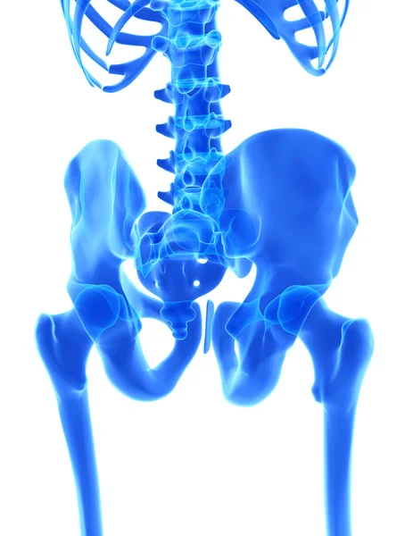 Ilustración 3D de Pelvis, concepto médico . — Foto de Stock