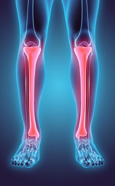 Tibia, tıbbi kavramı 3D çizimi.