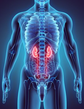 Üriner sistem 3D çizimi.