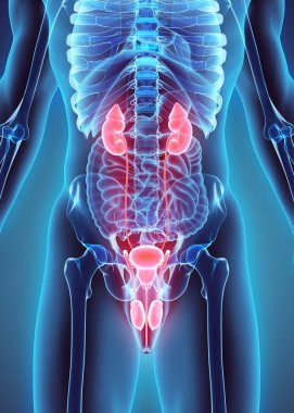 Üriner Sistem, tıbbi kavramı 3D çizimi.