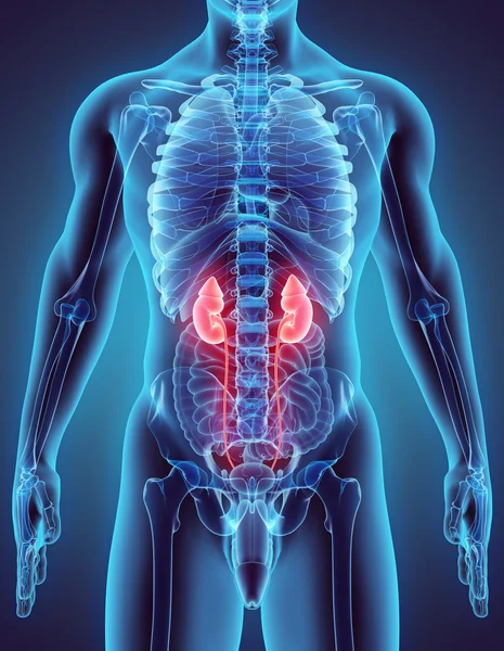 Üriner sistem 3D çizimi.