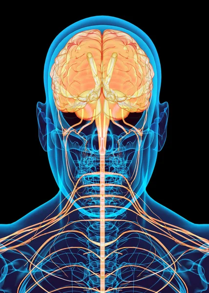 Das menschliche männliche Nervensystem. — Stockfoto