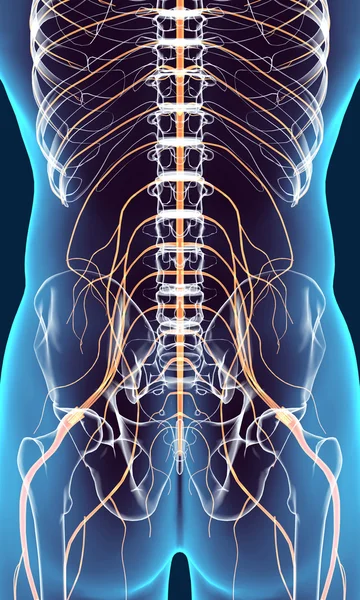 3D illustration male nervous system. — Stock Photo, Image