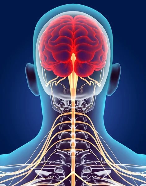 3D illustration manliga nervsystemet. — Stockfoto