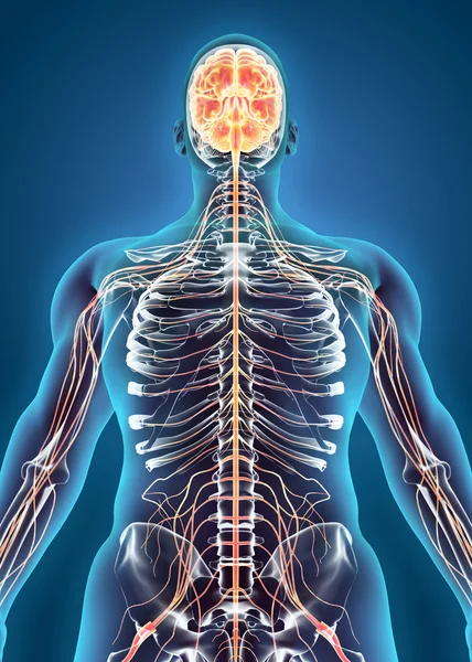 Human Internal System - Nervous system. — Stock Photo, Image