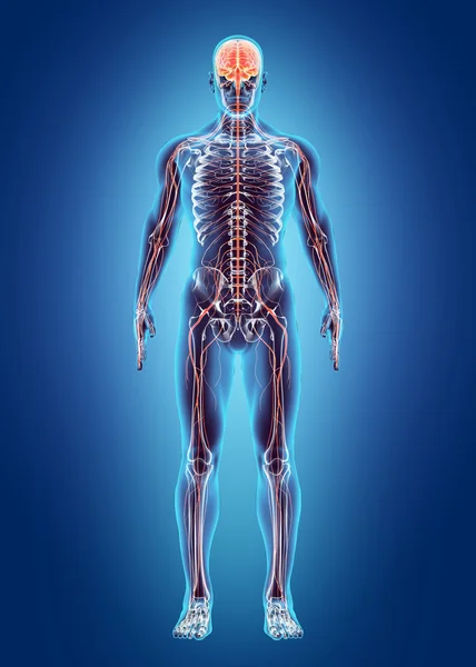 İnsan iç sistemi - sinir sistemi.