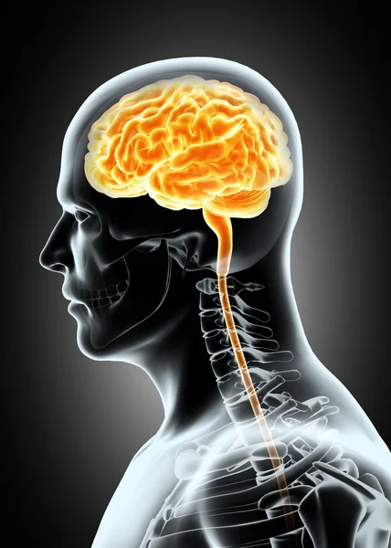 Ανθρώπινα εσωτερικό βιολογικό - εγκεφάλου. — Φωτογραφία Αρχείου