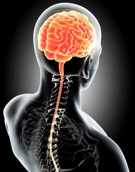 Człowieka wewnętrznego organicznych - mózg. — Zdjęcie stockowe