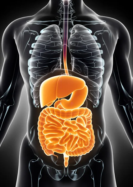 3D menselijke mannelijke x-ray spijsverteringsstelsel. — Stockfoto