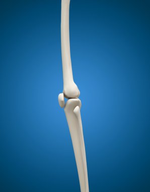 insan bacak kemik ve eklem 3D tıp kavramı.