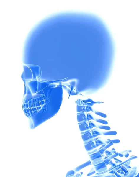 3D Illustration des Schädels, medizinisches Konzept. — Stockfoto