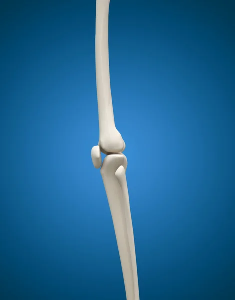 三维医学概念的人体腿部骨与关节. — 图库照片