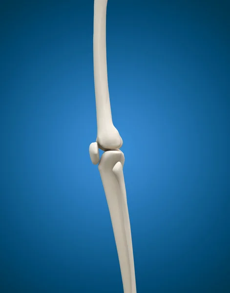 3D medical concept of human leg bone and joint. — Stock Photo, Image