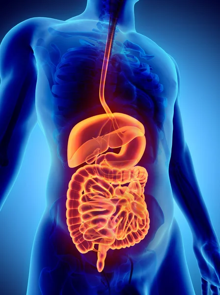 Sistema digestivo de raios-x masculino humano 3D . — Fotografia de Stock