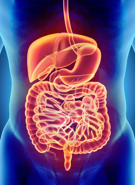 Sistema digestivo de raios-x masculino humano 3D . — Fotografia de Stock
