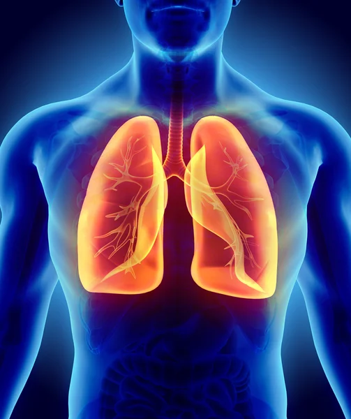 3D απεικόνιση των πνευμόνων, ιατρική έννοια. — Φωτογραφία Αρχείου