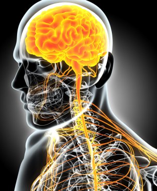 3D çizim erkek sinir sistemi.